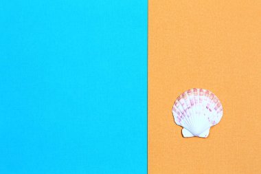 parlak sarı-mavi arka planda deniz kabuğu