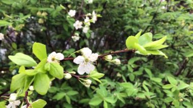 Bahar bahçesinde çiçek açan elma ağacı