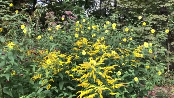 Parque Floreciente. flores de crisantemo amarillo — Vídeos de Stock
