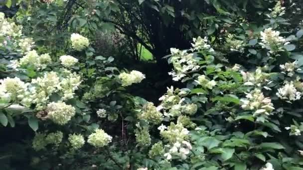 La hortensia florece en un parque ventoso — Vídeos de Stock