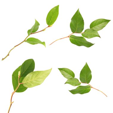 Beyaz arkaplanda izole edilmiş bir dalda yeşil yapraklar.