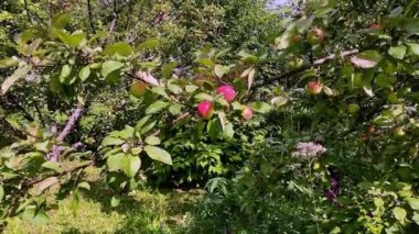 Yaz bahçesindeki ağaçta elmalar.