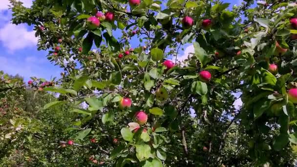 Äpplen Trädet Sommarträdgården — Stockvideo