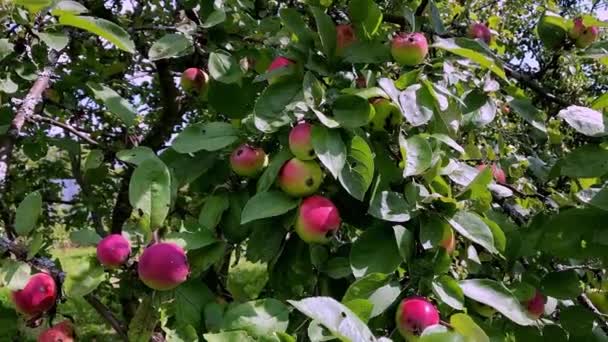 Äpplen Trädet Sommarträdgården — Stockvideo
