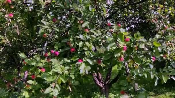 Manzanas Árbol Jardín Verano — Vídeos de Stock