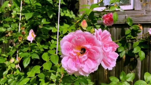 Μέλισσα Ένα Ροζ Τριαντάφυλλο Ένα Καλοκαιρινό Κήπο — Αρχείο Βίντεο