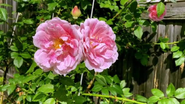 Ανθισμένα Ροζ Τριαντάφυλλα Στον Καλοκαιρινό Κήπο — Αρχείο Βίντεο