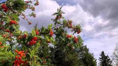 Sonbahar fırtınalı gökyüzü ile rowan dalları