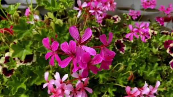 Рожеві Дикі Квіти Вітрі — стокове відео