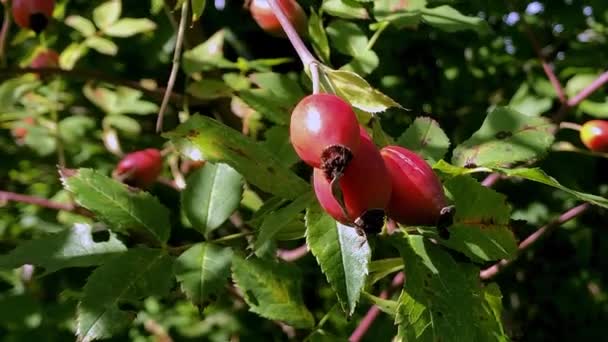 Rosehip Branch Fruits Garden — Stock Video