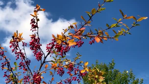 Branches Barberry Berries Bright Autumn Sky — Stock Video