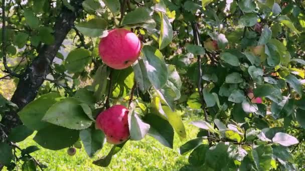 Äpfel Baum Sommergarten — Stockvideo