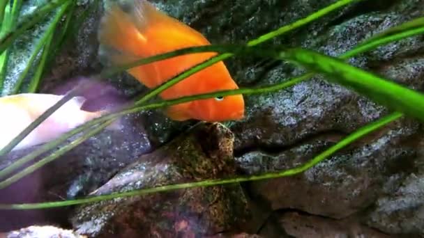 Ikan Oranye Mengambang Akuarium Ikan Emas — Stok Video