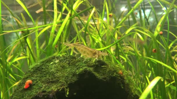 Petites Crevettes Crustacées Dans Aquarium — Video