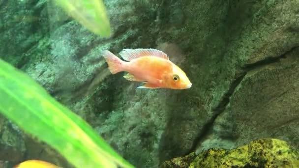 Oranje Vissen Drijvend Het Aquarium Goudvis — Stockvideo