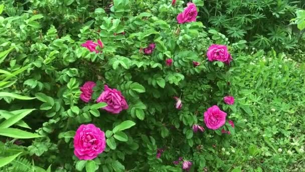 Blooming Pink Roses Summer Garden — Stock Video