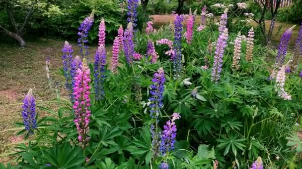 Bloeiende Lupine Zomertuin — Stockvideo