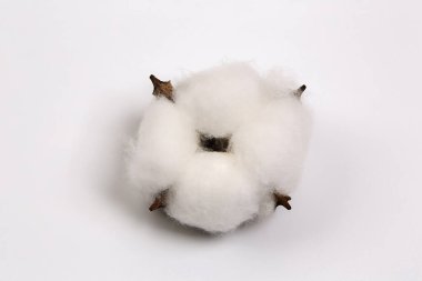 Beyaz arka planda pamuk çiçekleri. Boşluğu kopyala, metin için yer belirle. Üst görünüm.