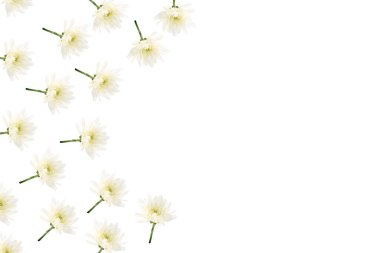 Çiçek kompozisyonu. Beyaz arkaplanda beyaz kasımpatı çerçevesi