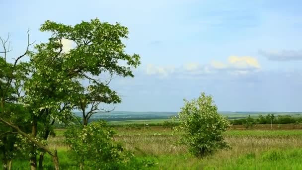 Paisaje natural minimalista. Campo de primavera con cereales — Vídeo de stock