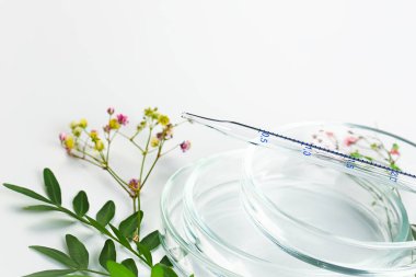 Pipetli ve çiçekli petri kabı. Laboratuvar botanik geçmişi. Laboratuvar klinik gelişimi, doğal malzemeler. Bitkisel malzemelerden elde edilen doğal kozmetikler..