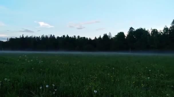 Morgennebel über einem Feld im Sommer — Stockvideo