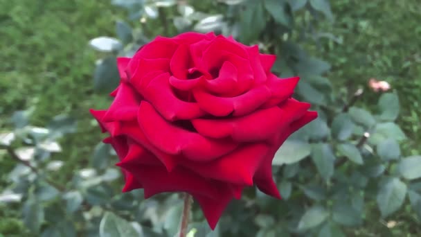 Czerwona róża zbliżenie w letnim parku — Wideo stockowe