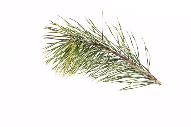 Hafif arkaplanda ladin dalı.