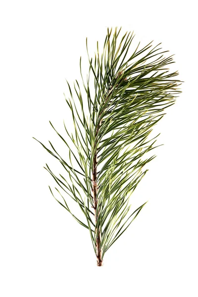 Spruce Branch Light Background — Stock Photo, Image