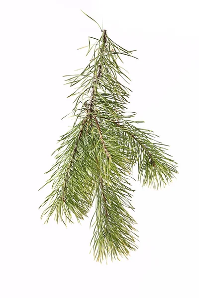 Spruce Branch Light Background — Stock Photo, Image
