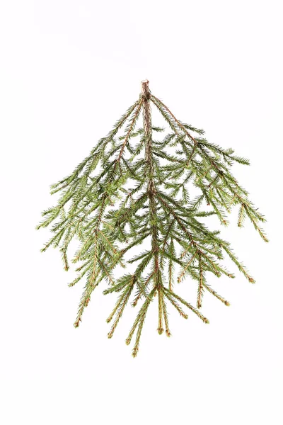 Spruce branch on a light background — Stock Photo, Image