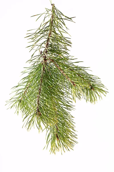 Spruce branch on a light background — Stock Photo, Image