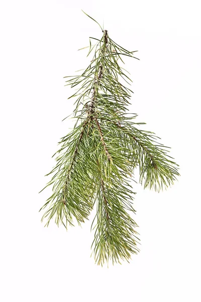 Spruce branch on a light background — Stock Photo, Image