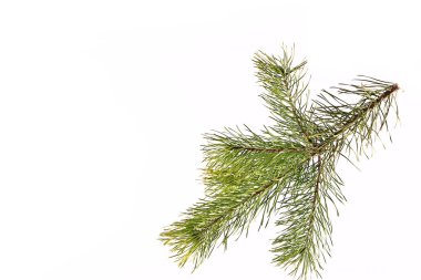 Hafif arkaplanda ladin dalı