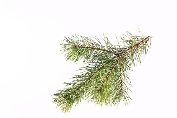 Spruce branch on a light background — Stock Photo, Image