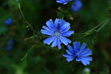 Tarlada hindiba çiçeği. Yumuşak seçici odak
