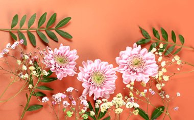 Bej arka planda yeşil dalları olan pembe kasımpatılar. Narin sonbahar çiçekleri. Botanik çiçek arkaplanı