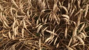 Olgun buğday tarlası. Tarlada olgunlaşmış buğday başakları