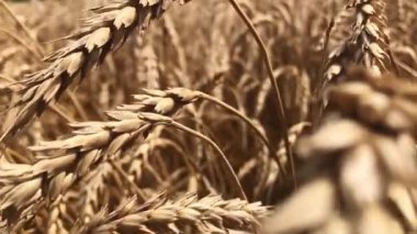 Olgun buğday tarlası. Tarlada olgunlaşmış buğday başakları