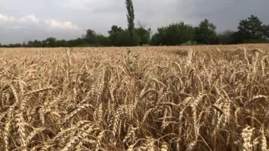 Olgun buğday tarlası. Tarlada olgunlaşmış buğday başakları