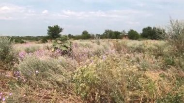 Nehir manzarası, sonbahar bozkırlarında yabani çiçekler ve otlar. Yaz sonu manzarası
