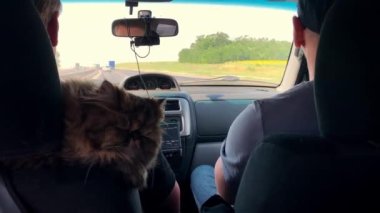 Hayvan sahipleri. Kedi arabayla seyahat eder. Bir hayvanla seyahat etmek. İranlı kedi tatilde arabaya biniyor..