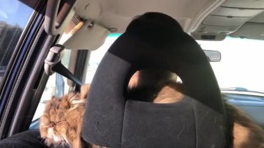 Hayvan sahipleri. Kedi arabayla seyahat eder. Bir hayvanla seyahat etmek. İranlı kedi tatilde arabaya biniyor..