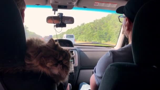 Huisdiereigenaren. De kat reist in de auto. Reizen met een dier. Perzische kat rijdt in een auto op vakantie. — Stockvideo