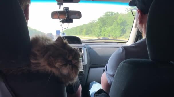 애완 동물 주인. 고양이는 차를 타고 이동 한다. 동물 과 함께 여행하는 것. 페르시아 고양이는 휴가 때 차를 타고 다닌다. — 비디오