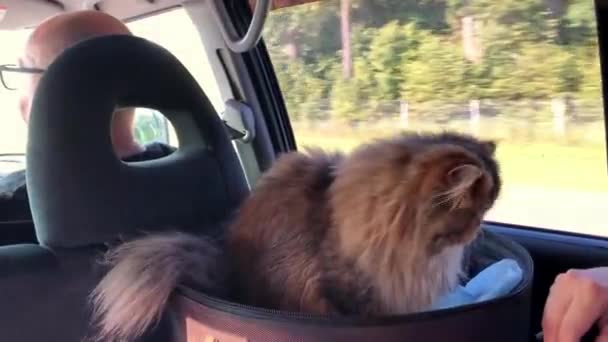 Власники квитків. Кіт подорожує в машині. Подорож з твариною. Перська кішка їде в машині під час відпустки.. — стокове відео