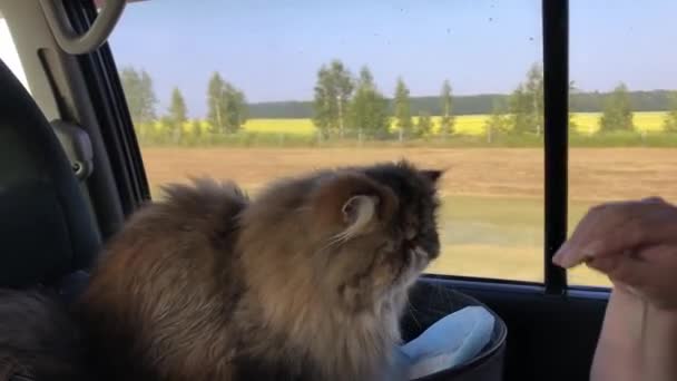 Djurägare. Katten färdas i bilen. Reser med ett djur. Persisk katt rider i en bil på semester. — Stockvideo