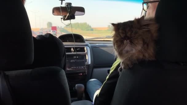 Huisdiereigenaren. De kat reist in de auto. Reizen met een dier. Perzische kat rijdt in een auto op vakantie. — Stockvideo