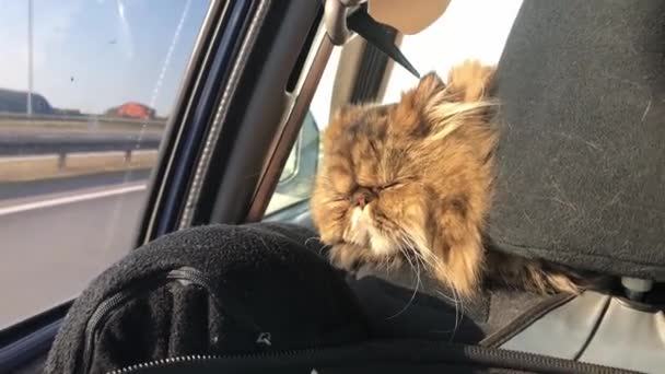 Dueños de mascotas. El gato viaja en el coche. Viajar con un animal. gato persa paseos en un coche de vacaciones. — Vídeo de stock
