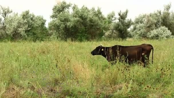 Pascolare mucca su un prato estivo in una giornata di sole brillante. — Video Stock